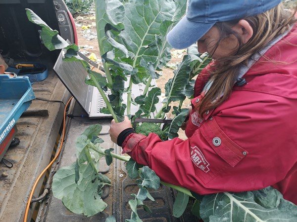 Angela Hucke, ADAS measuring broccoli heads lo res